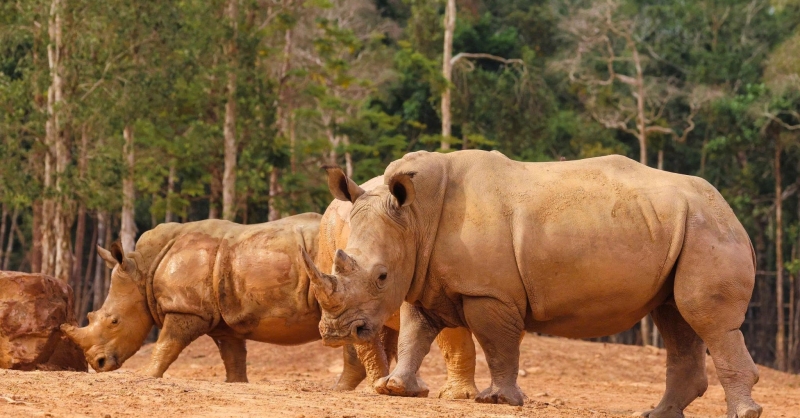 10 năm Vinpearl Safari Phú Quốc: Dấu ấn tiên phong của safari bán hoang dã đầu tiên tại Việt Nam