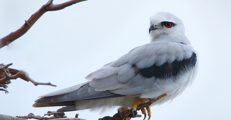 Falconry - gian nan chăm sóc thú cưng
