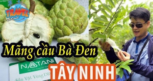 Mãng cầu Bà Đen - Natani đặc sản Tây Ninh