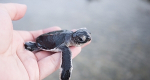 Thả rùa con về biển ở Hòn Bảy Cạnh - Côn Đảo