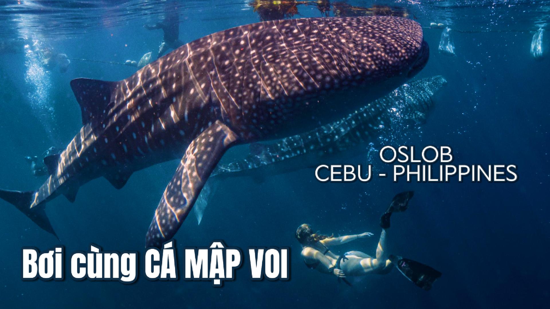 Trải nghiệm Bơi cùng cá mập voi ở Oslob, Cebu - Philippines