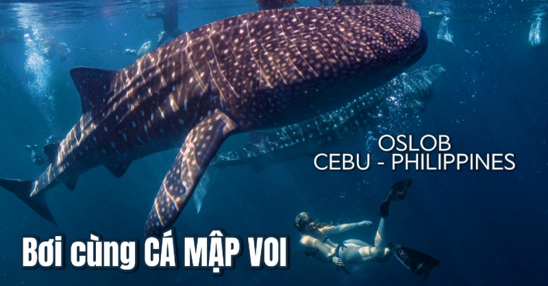 Trải nghiệm Bơi cùng cá mập voi ở Oslob, Cebu - Philippines