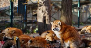 Cho cáo ăn ở Zao Fox Village