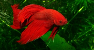 Betta - sắc màu mê hoặc Betta - sắc màu mê hoặc