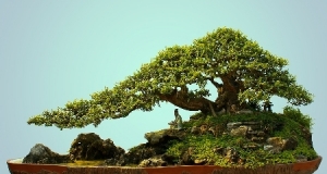 Chơi kiểng ngày xuân Chơi kiểng ngày xuân