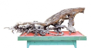 Độc đáo kỳ mộc Độc đáo kỳ mộc