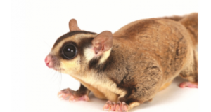 Độc đáo thú cưng “nhập khẩu” Độc đáo thú cưng “nhập khẩu”