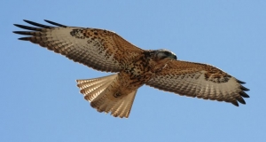 Falconry - gian nan chăm sóc thú cưng Falconry - gian nan chăm sóc thú cưng