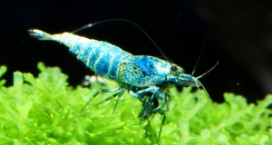 Khi Tép là thú cưng Khi Tép là thú cưng