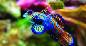 Mang đại dương thu nhỏ đến ngôi nhà bạn Mang đại dương thu nhỏ đến ngôi nhà bạn