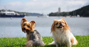 PEKINGESE – Thú cưng “siêu nhỏ” PEKINGESE – Thú cưng “siêu nhỏ”