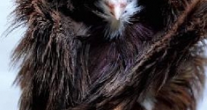 Sức hút kỳ lạ của một loài chim Sức hút kỳ lạ của một loài chim